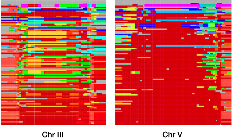 elegans haplotypes