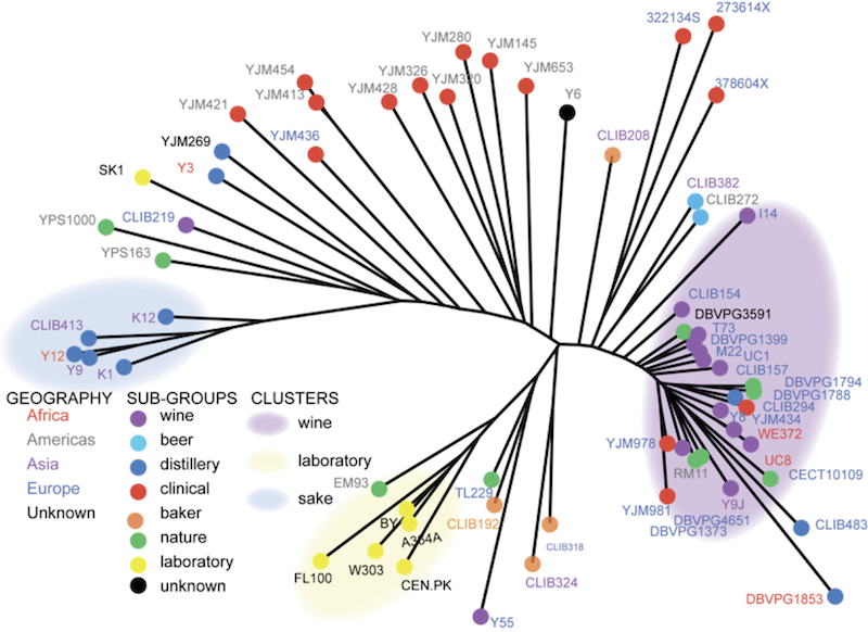 cerevisiae tree